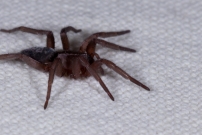 Une immature (Araneae - Gnaphosidae - Scotophaeus sp.)